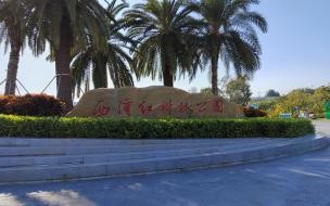 北海红树林为什么叫红树林 红树林为什么叫红树林